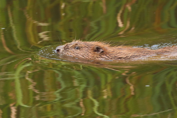 Devon Wildlife Trust Beaver female - Photo copyright Mike Symes (All Rights Reserved)