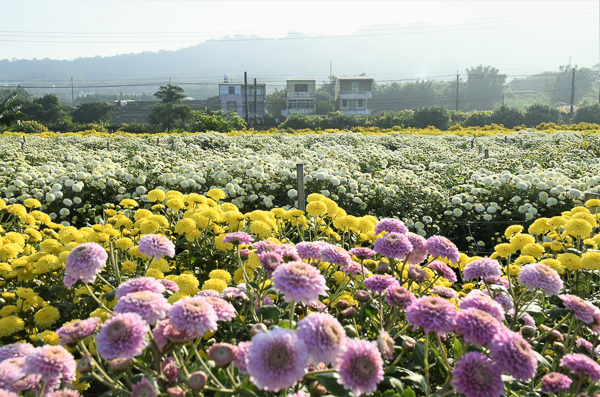 苗栗銅鑼杭菊11月雪，邱家古厝拍杭菊火車，菊祥如芋杭菊芋頭節