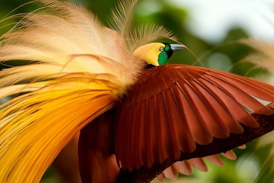 Lesser bird of paradise