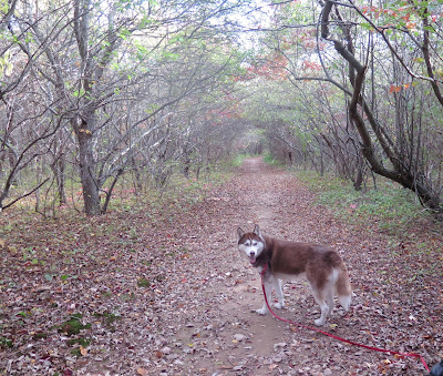 Wild Pursuit by Natural Balance resembles a diet dogs would have eaten in the wild