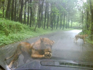 taman safari prigen2