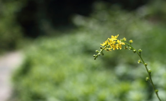 Agrimony Flowers Pictures