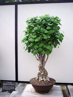 Ginkgo Bonsai