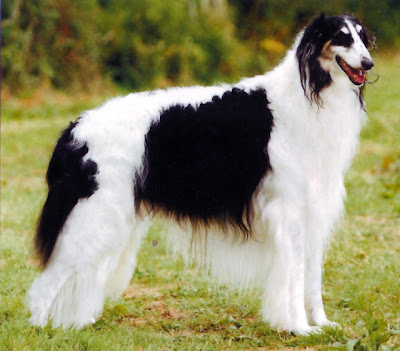 Borzoi Dog Picture