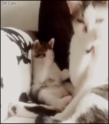 Cute Cat GIF • Kitten trying to copy Mama cat bathing. Not so easy [ok-cats.com]