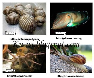  Contoh  Hewan  Invertebrata Yang Dapat Menyebabkan Penyakit 