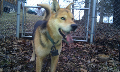 German Shepherd mix dog in a chain link kennel