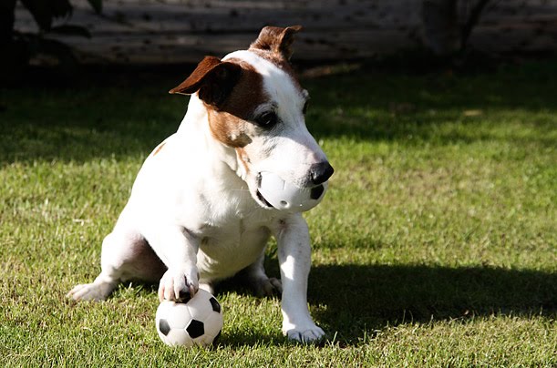 ... funny animals, euro 2012, animals play football, animals play soccer