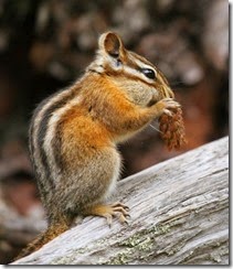 Tamias minimus - Least Chipmunk
