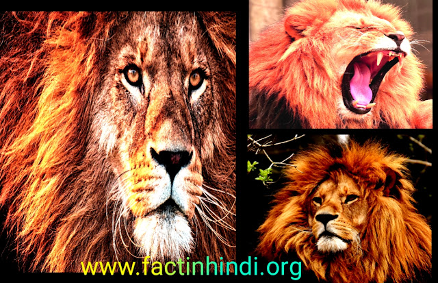 Facts about lions in Hindi