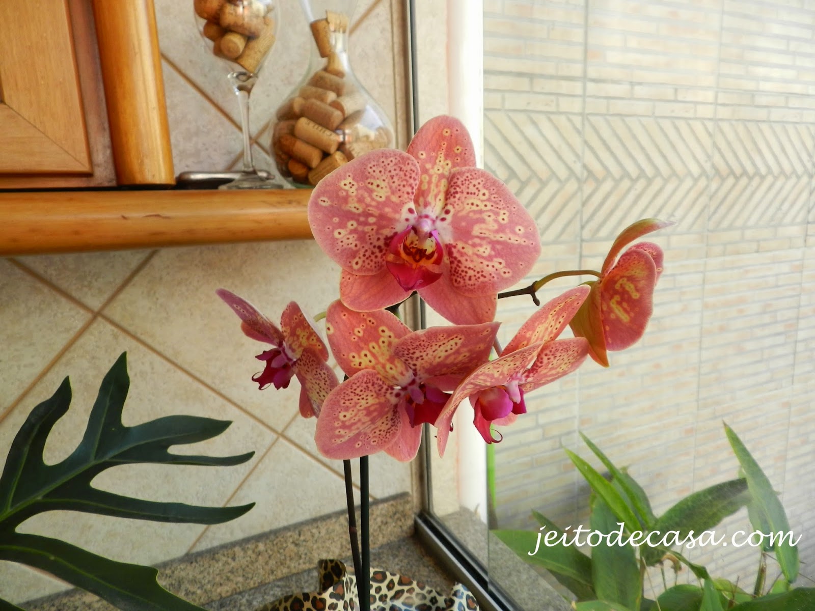 phalaenopsis rajada ou pintada