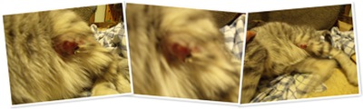 View peppermint's injuries