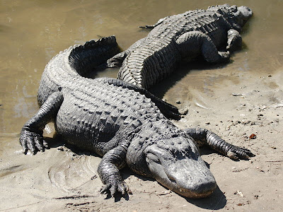 Alligator - Alligator Picture