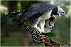 Harpy Eagle image