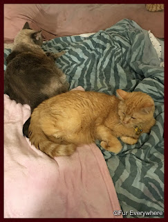 Carmine lays next to Lita on my bed.