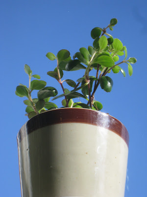 Kalanchoe uniflora - Coral bells care and culture