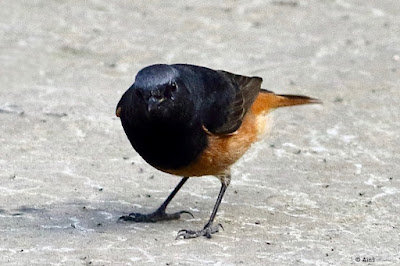 "Black Redstart - Phoenicurus ochruros  winter visitor common sitting on the garden floor in a crouched position."