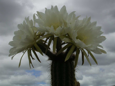 Night blooming cereus