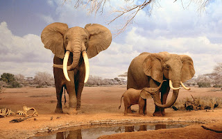 Elephant Tusk Wallpapers