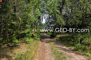 Forest near Novaya Mezenovka