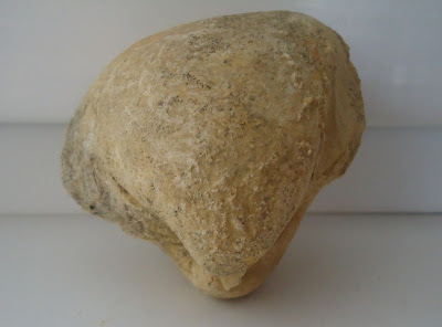  Fossil Sea Shell