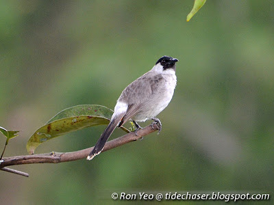 Sooty-headed Bulbul (Pycnonotus aurigaster)