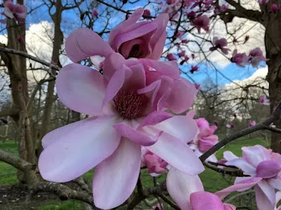 Magnolia campbellii 'Pink tulip tree' © RBG Kew