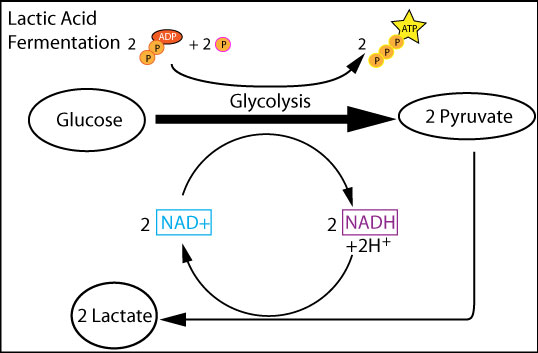 Fermentation: Yoghurt Fermentation - Lac Fermentation