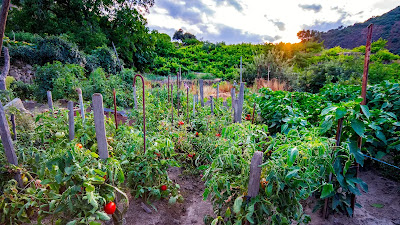 10 Steps to Successful Vegetable Gardening