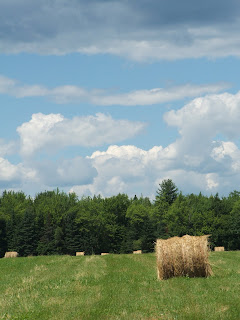 Baled Hay in the field