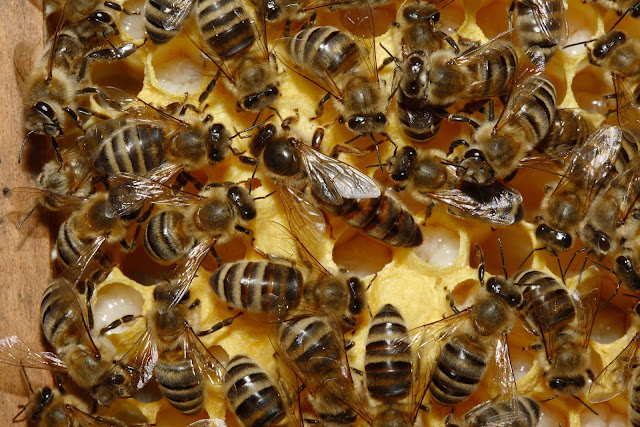 Пчелиная матка в улье