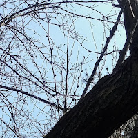 skyward view of branches with buds on them