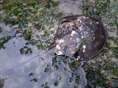 Mangrove Horseshoe Crab (Carcinoscopius rotundicauda)