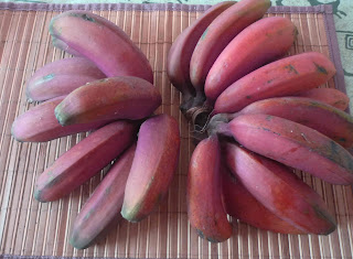 Pisang Merah (Musa acuminata)