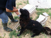 Di seguito alcune fotografie del cane incrocio pastore belga. (regalo incrocio pastore belga)