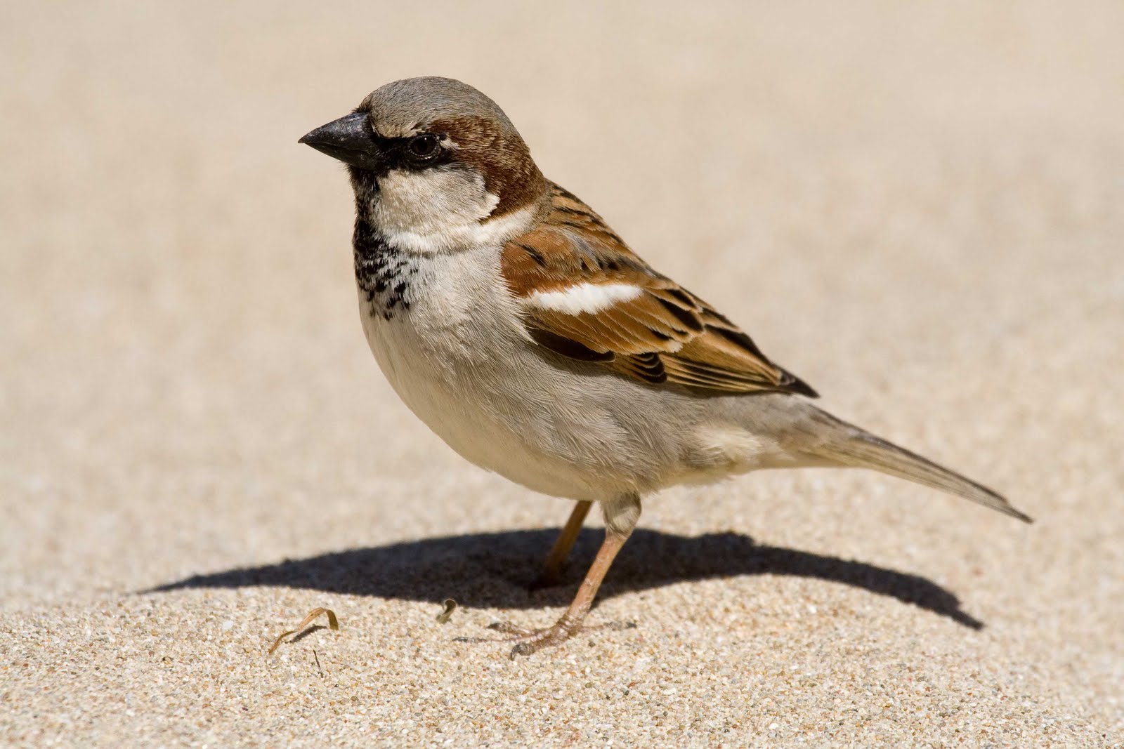 Ken's Photo Blog: House Sparrow