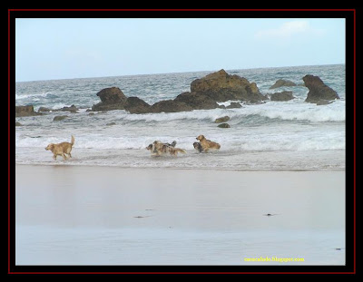 Australian Shepherd and Golden Retriever in Amado Beach, Algarve