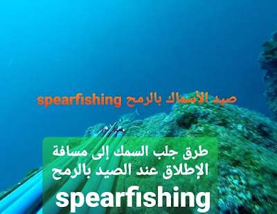 طرق جلب السمك إلى مسافة الإطلاق عند الصيد بالرمح spearfishing 