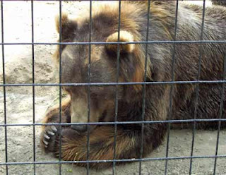 The grizzly bear was munching on a leaf.