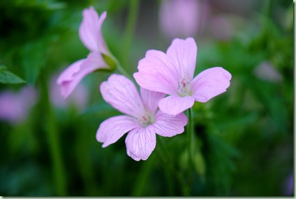 Geranium endressii