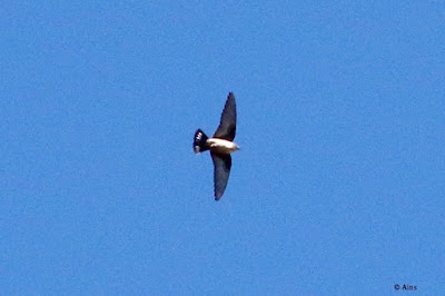 Eurasian Crag-Martin