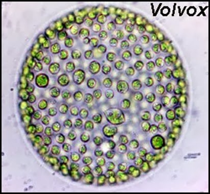 Volvox1