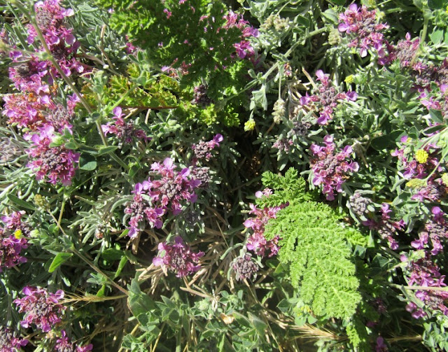 What Blooms in Paso Robles in Early Summer?