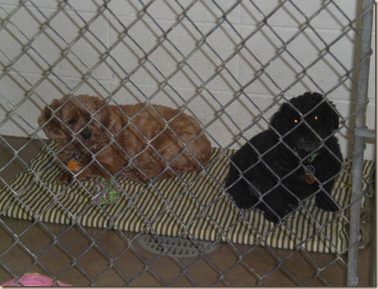 062510 Visit to the NCA Humane Society
