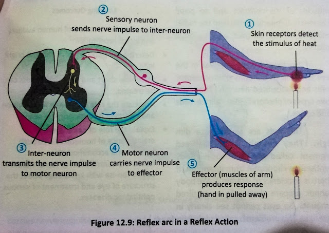 Figure 12.9 reflex arc in w reflex action