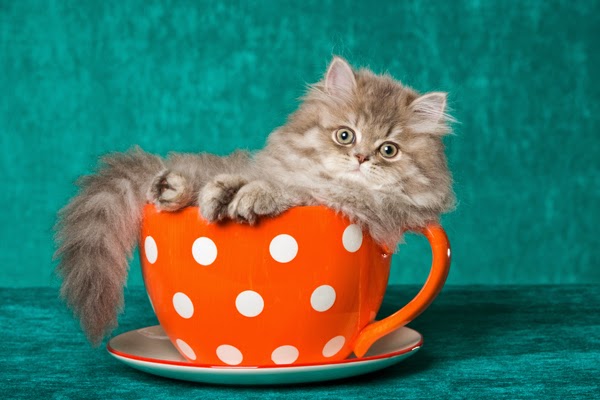 10 Cats in Teacups ~ Now That's Nifty