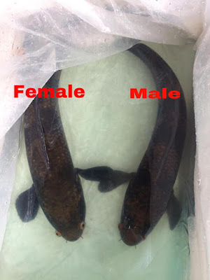 How to distinguish genital snakehead red maruliodes