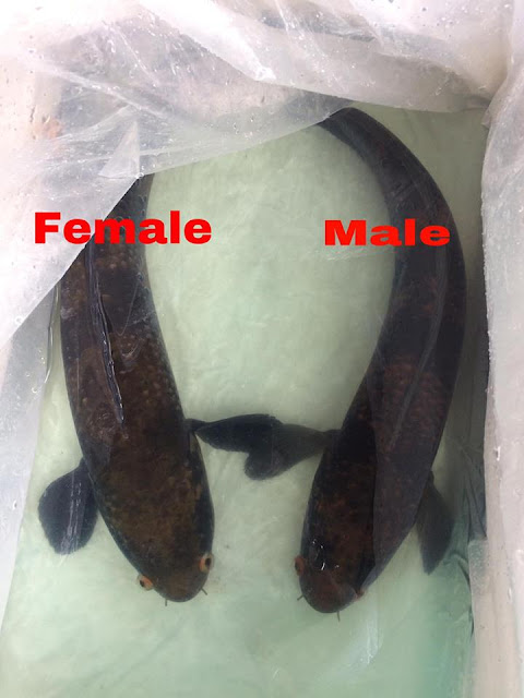 Membedakan kelamin snakehead fish red maruliodes