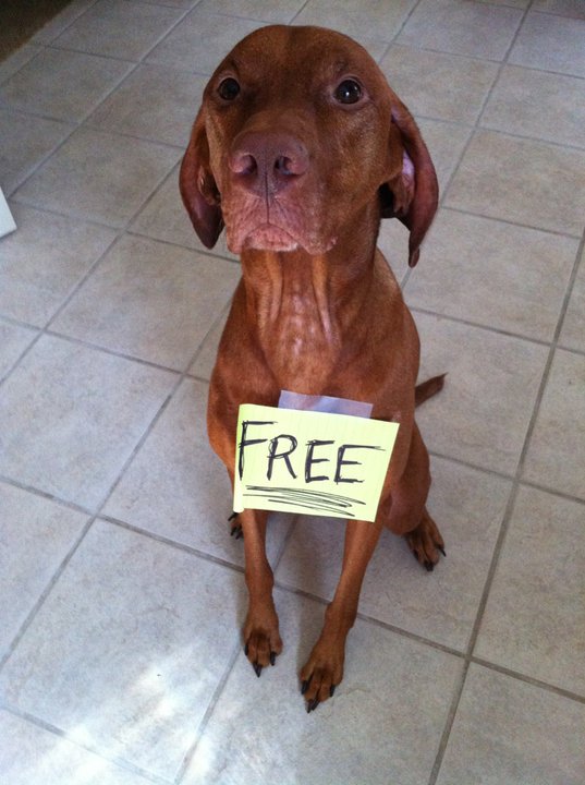 Dog Shaming Collection ~ Funny Joke Pictures