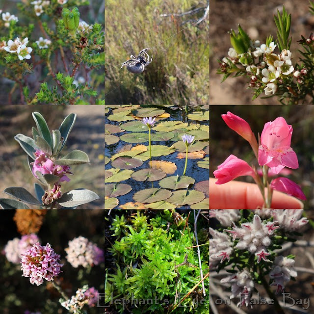 Silvermine flowers in April